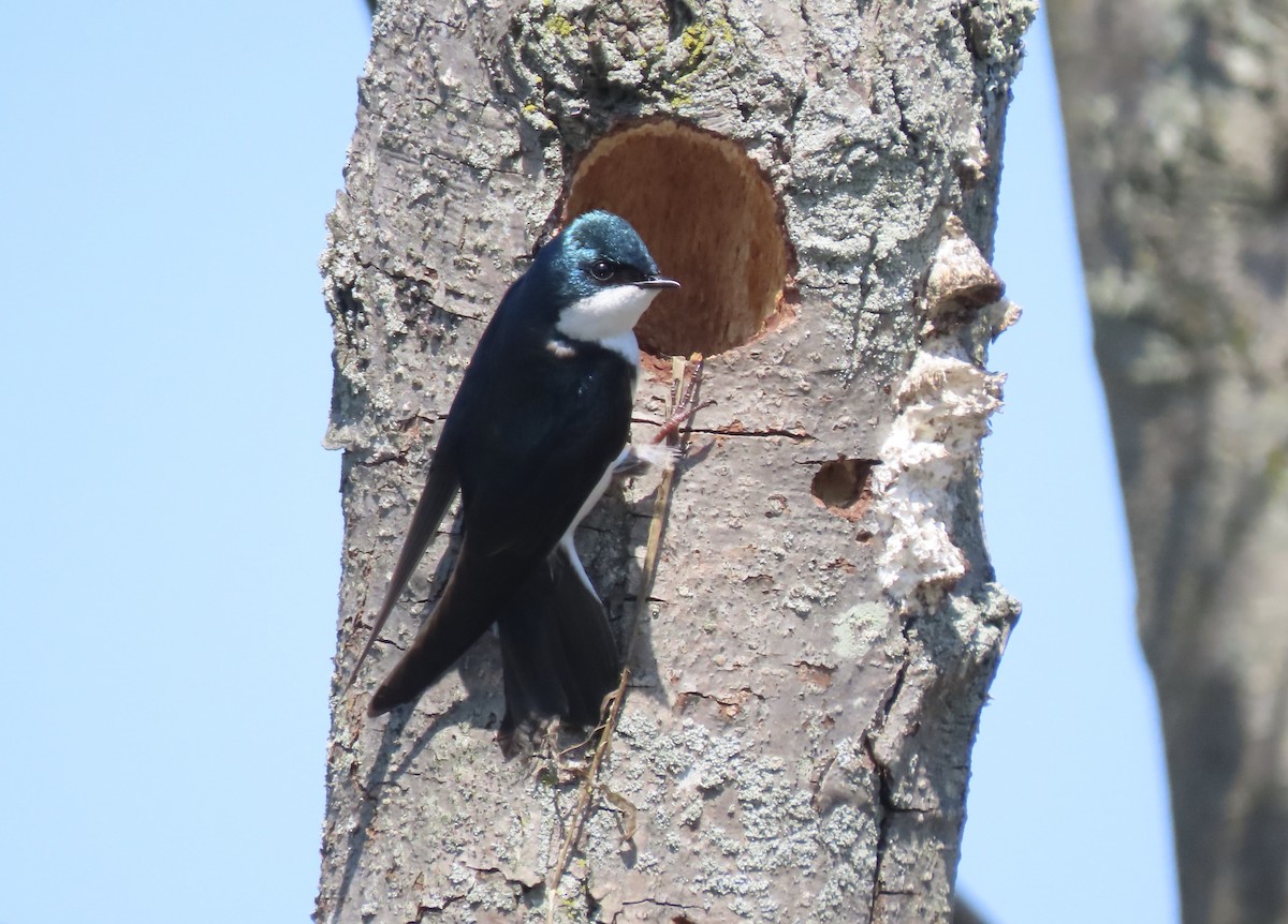 Tree Swallow - ML618590009
