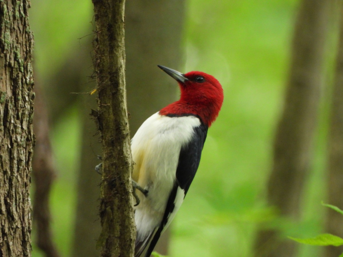 Red-headed Woodpecker - ML618590020