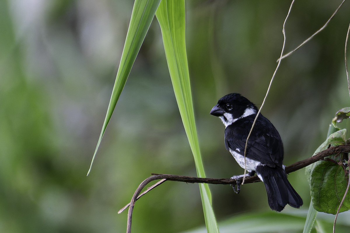Variable Seedeater (Variable) - ML618590032