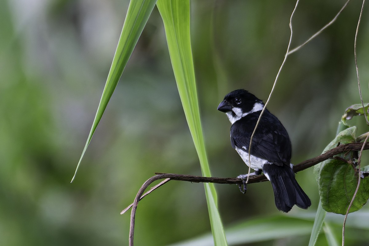 Variable Seedeater (Variable) - ML618590035