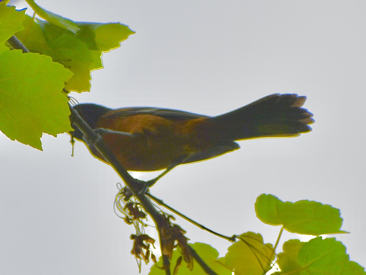Orchard Oriole - ML618590037