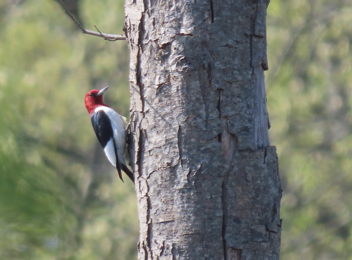Red-headed Woodpecker - ML618590040