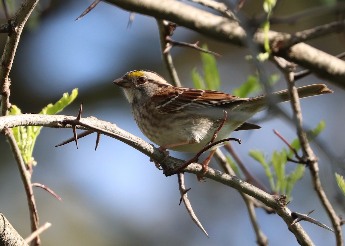 White-throated Sparrow - ML618590046