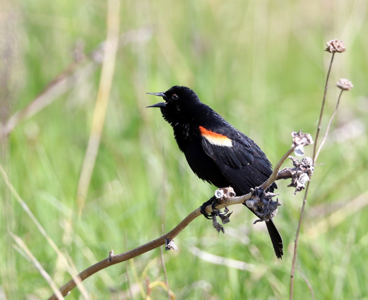 Red-winged Blackbird - ML618590059