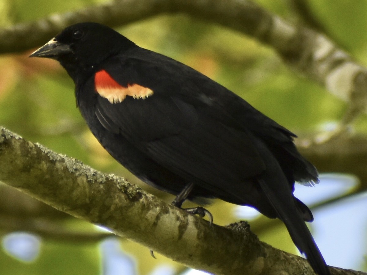 Red-winged Blackbird - ML618590089