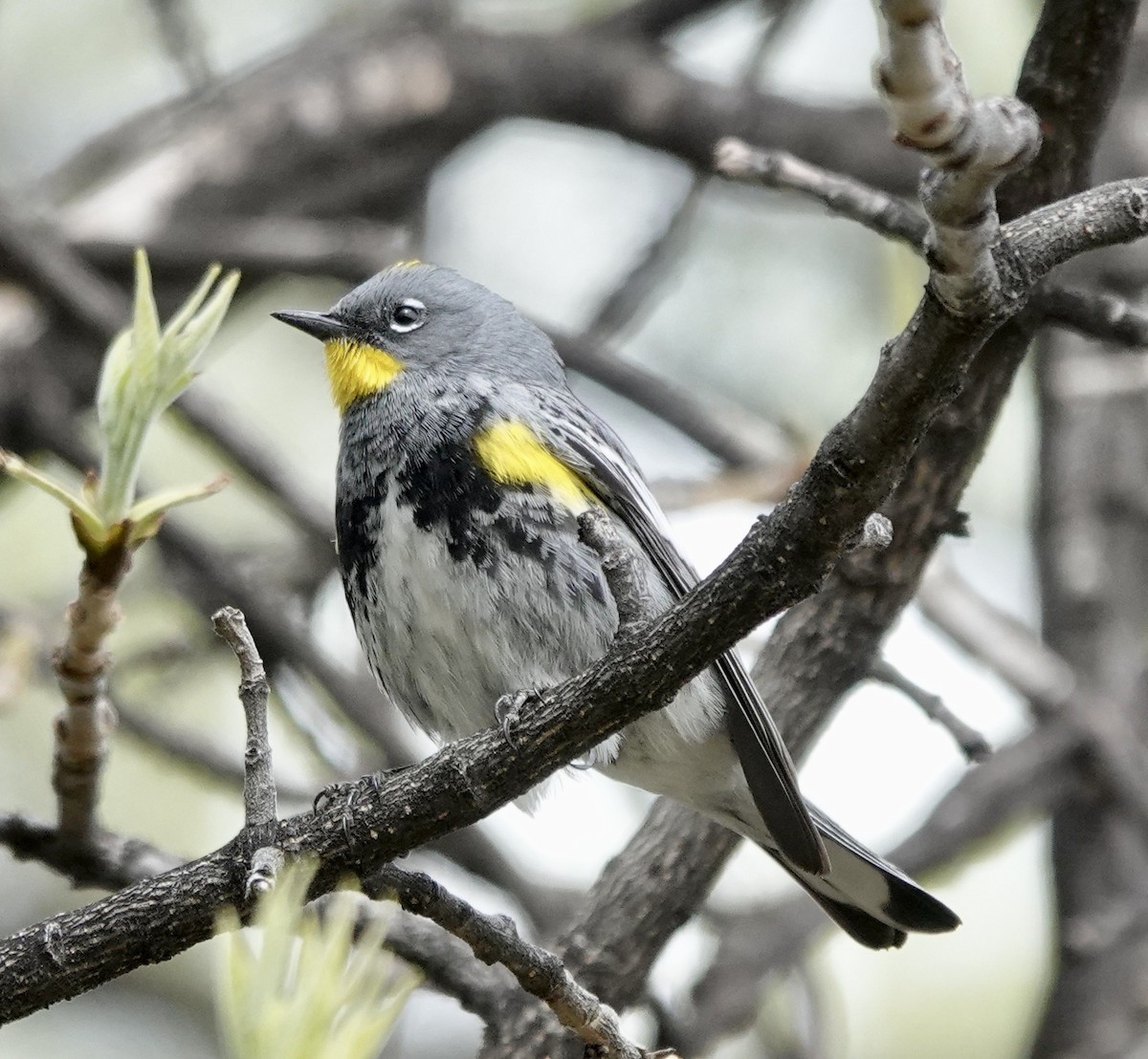 Yellow-rumped Warbler (Audubon's) - ML618590093
