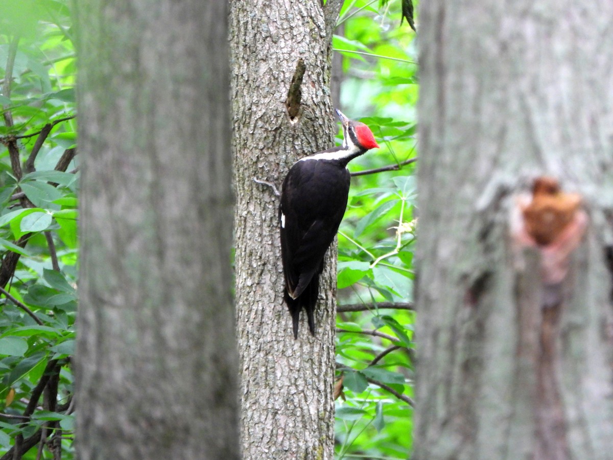 Pileated Woodpecker - ML618590103