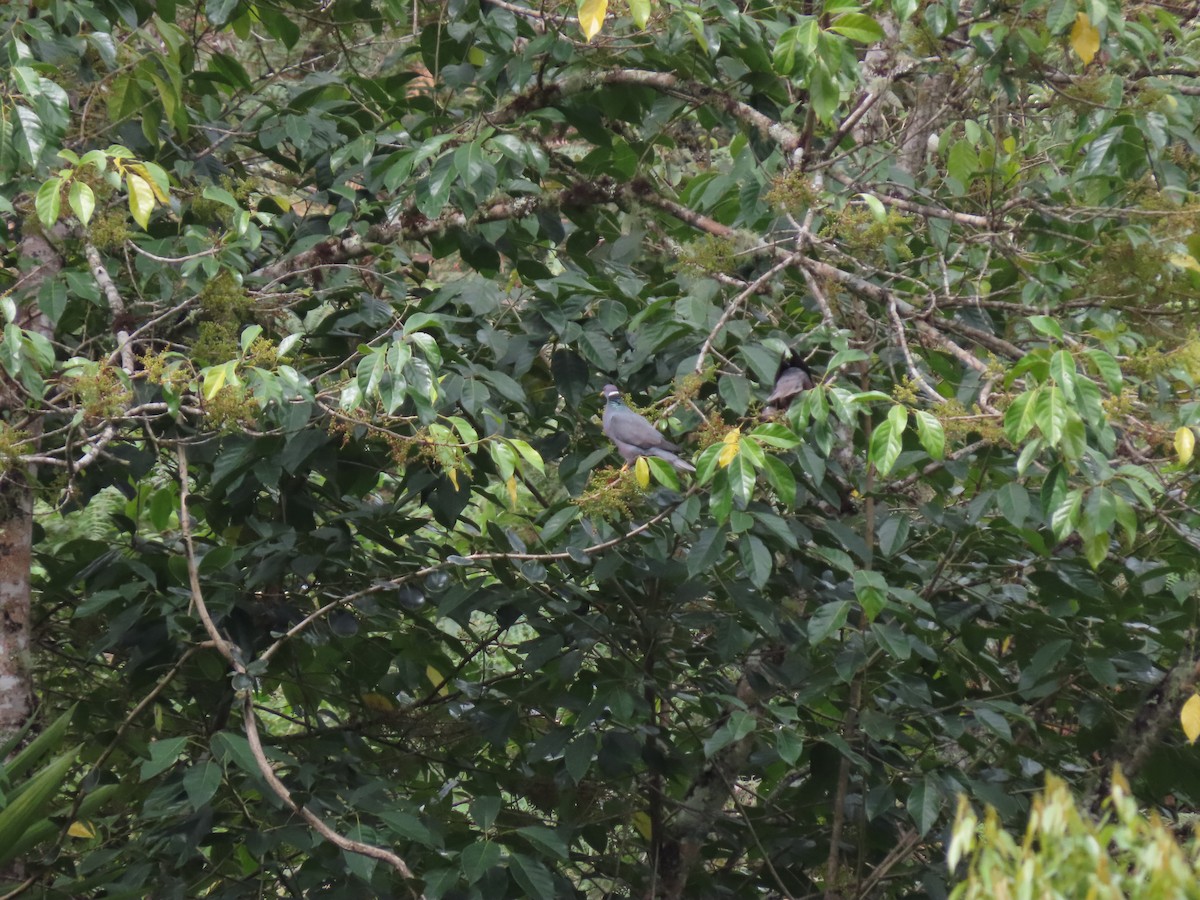 Полосатохвостый голубь - ML618590157