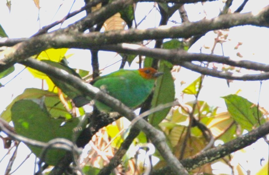 Bay-headed Tanager - ML618590162
