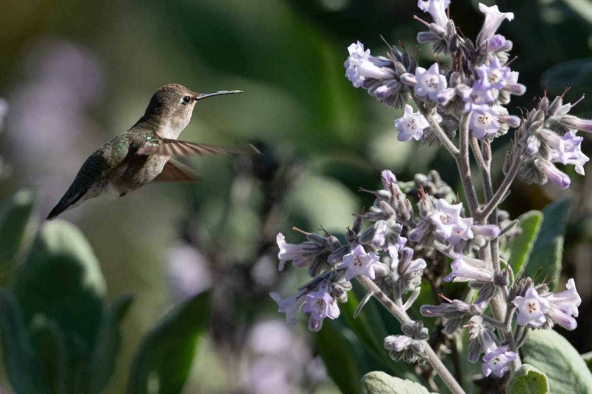 Costa's Hummingbird - ML618590222