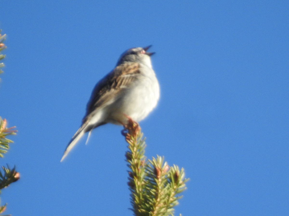 Chipping Sparrow - ML618590223