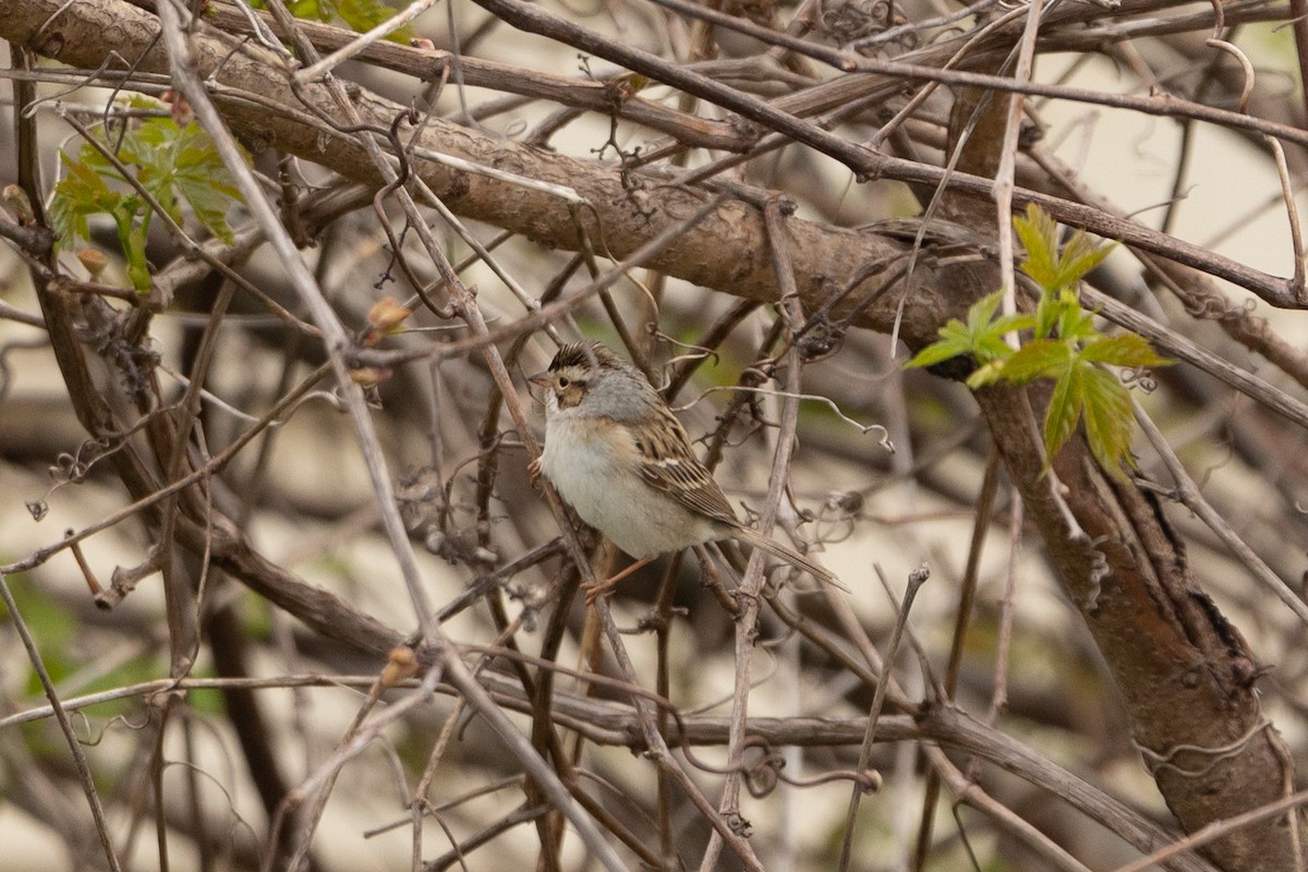 Clay-colored Sparrow - ML618590228