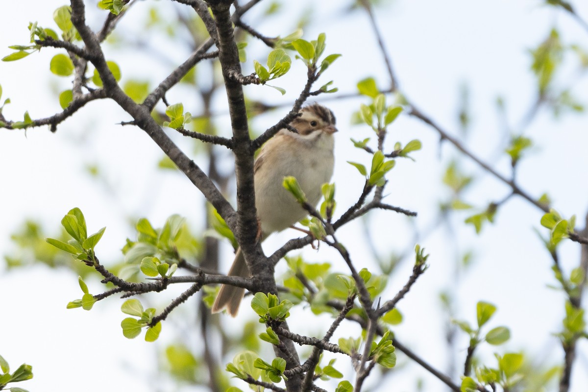 Clay-colored Sparrow - ML618590229