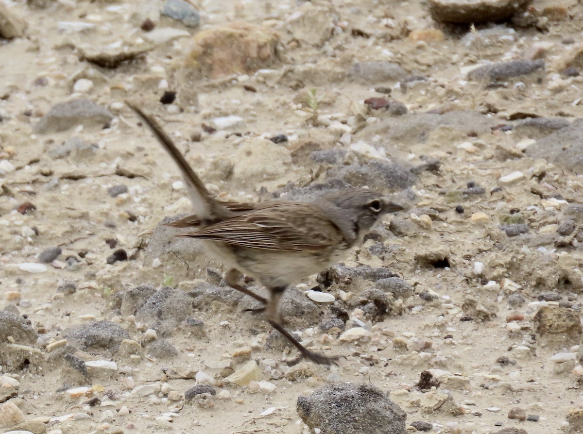 Bell's Sparrow - ML618590235