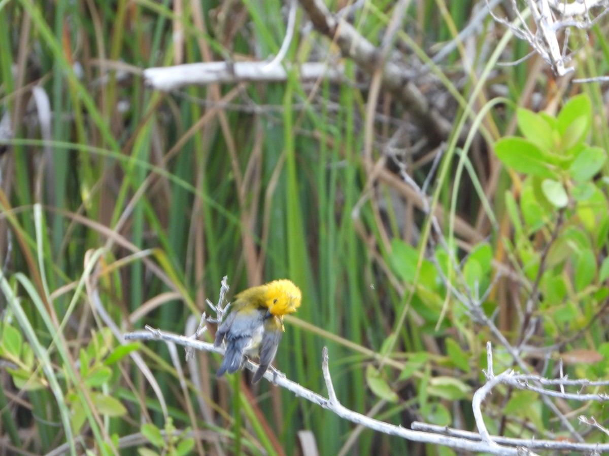 Prothonotary Warbler - Angel Castillo Birdwatching Guide