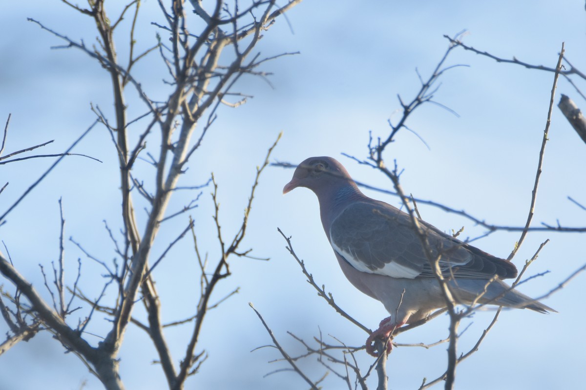 holub bělokřídlý - ML618590265