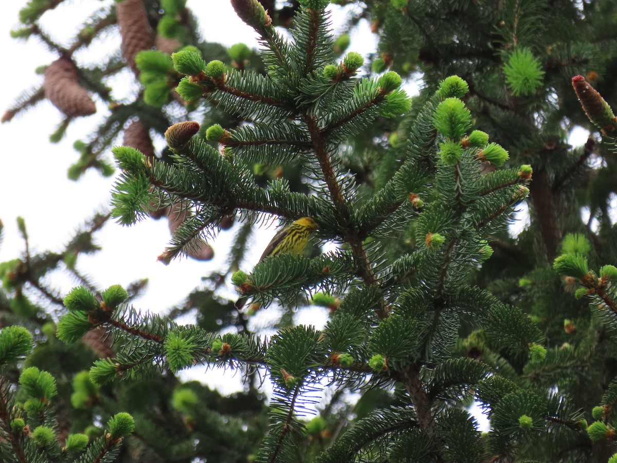 Cape May Warbler - ML618590274