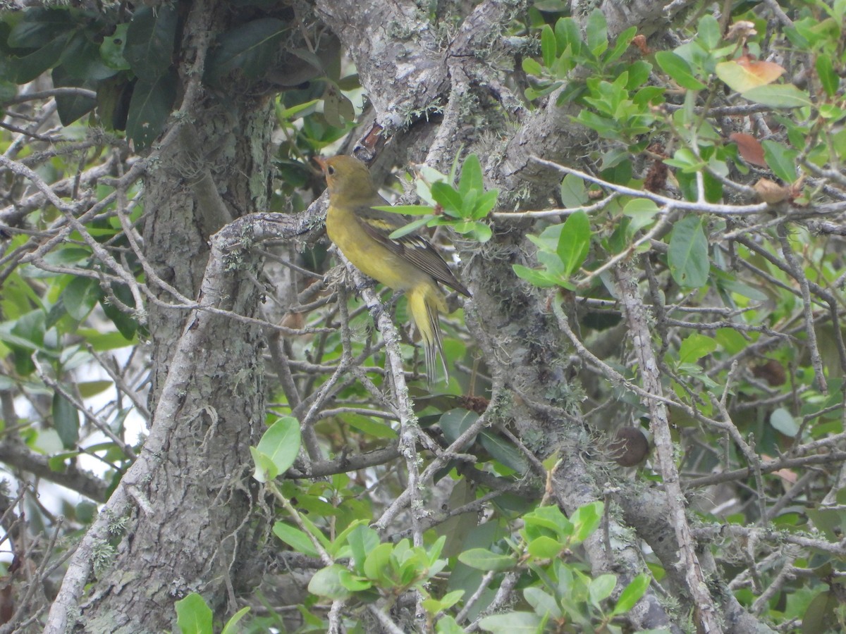 Western Tanager - ML618590275