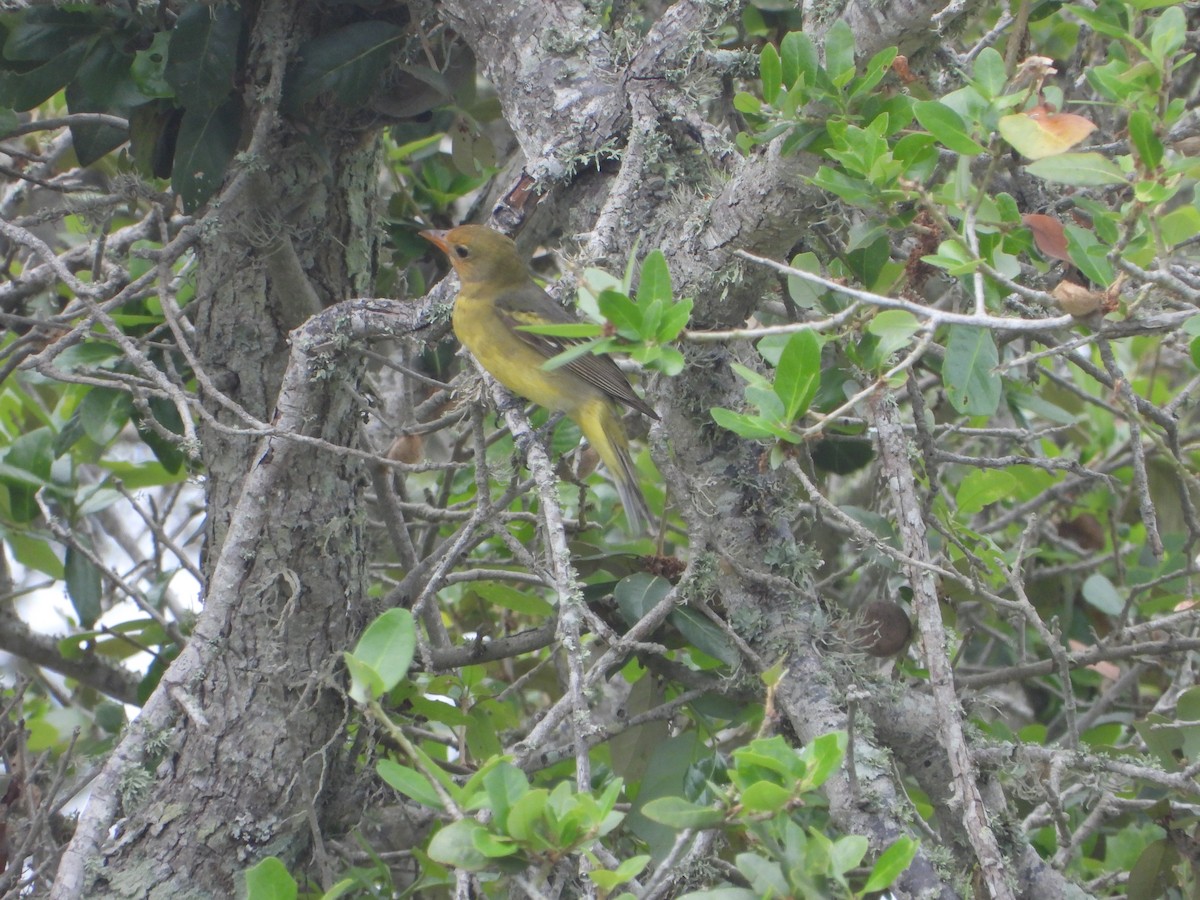 Western Tanager - ML618590276
