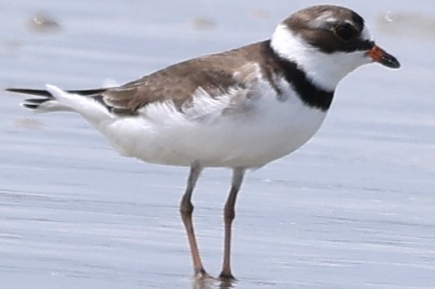 Semipalmated Plover - ML618590366