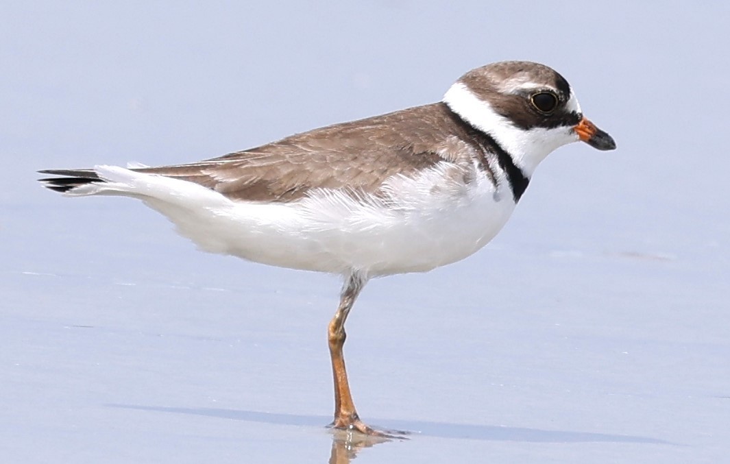 Semipalmated Plover - ML618590367