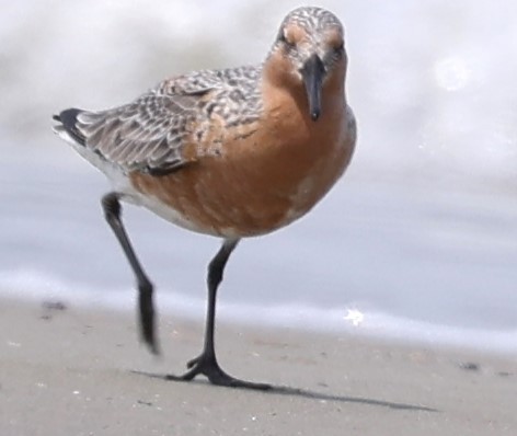 Red Knot - ML618590381