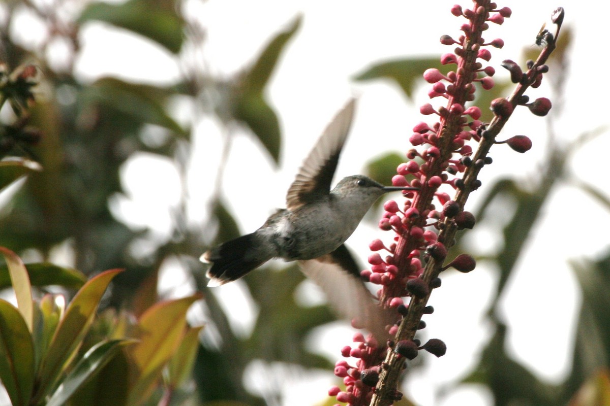 kolibřík nymfový - ML618590388