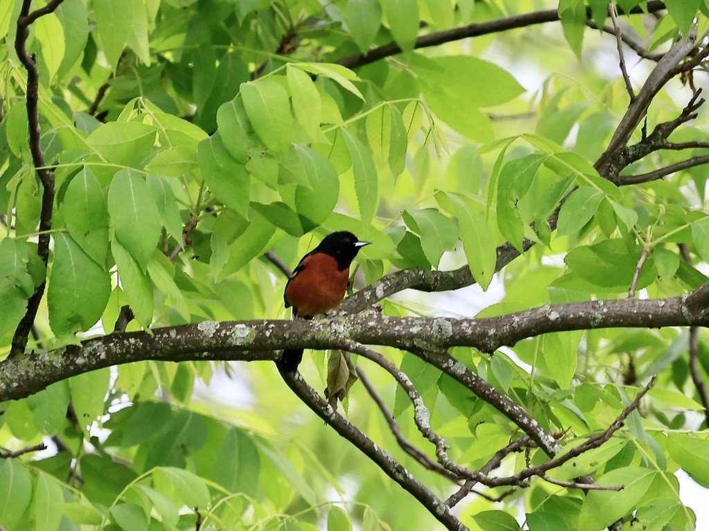 Orchard Oriole - ML618590420