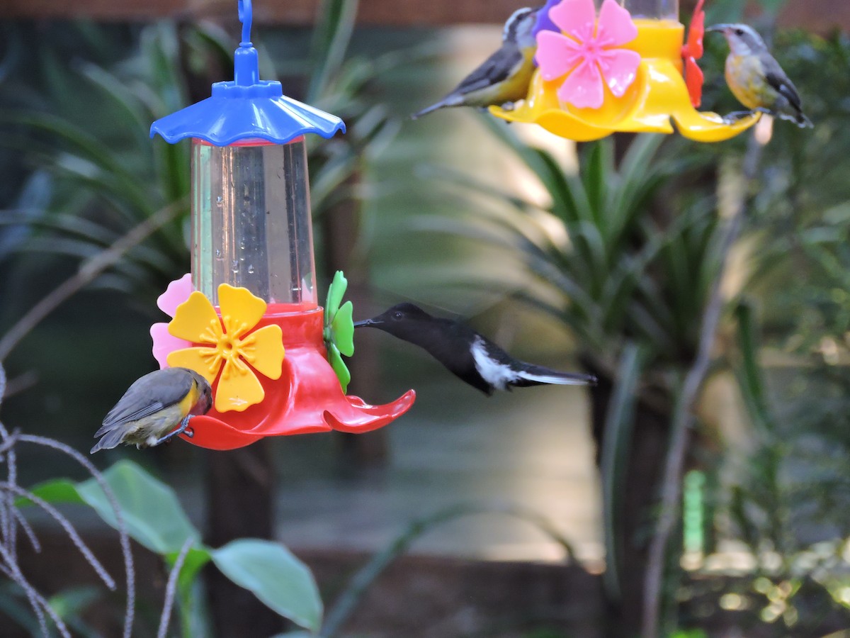 kolibřík černobílý - ML618590424