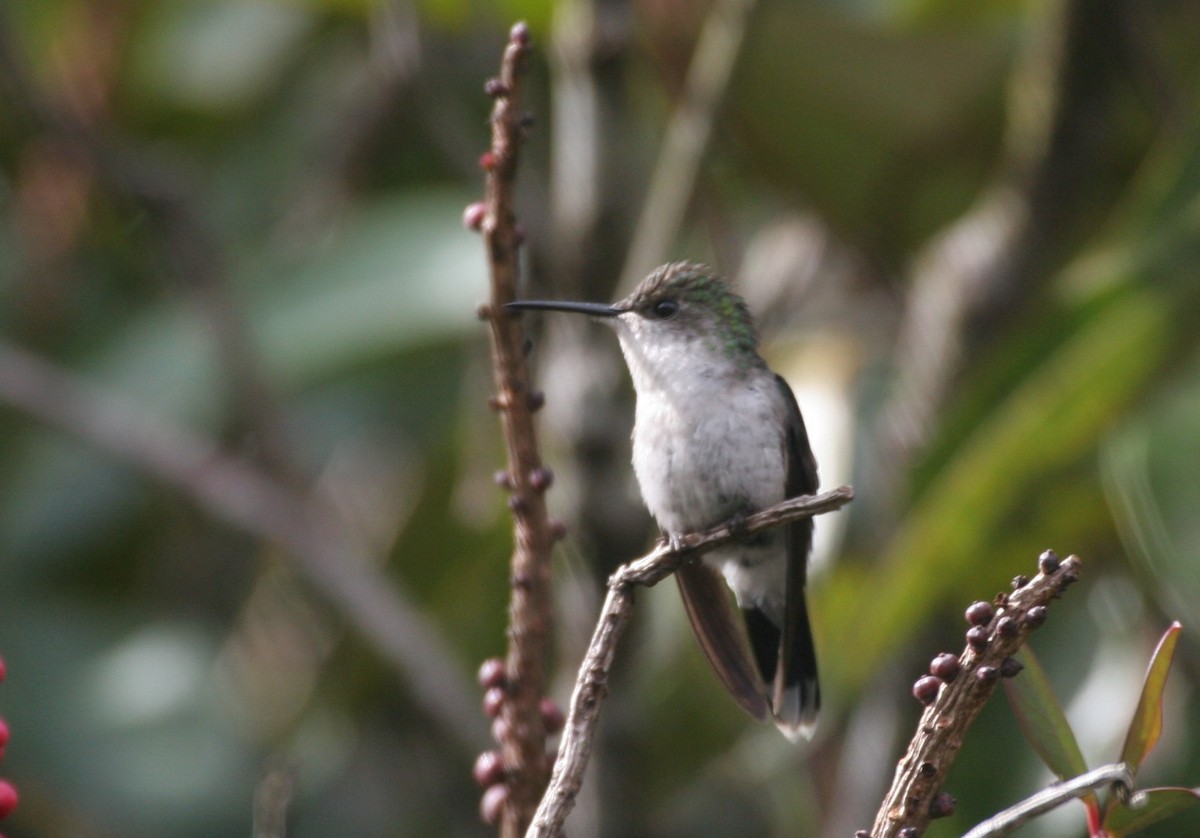 kolibřík nymfový - ML618590466