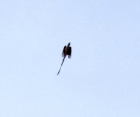 Scissor-tailed Flycatcher - ML618590492