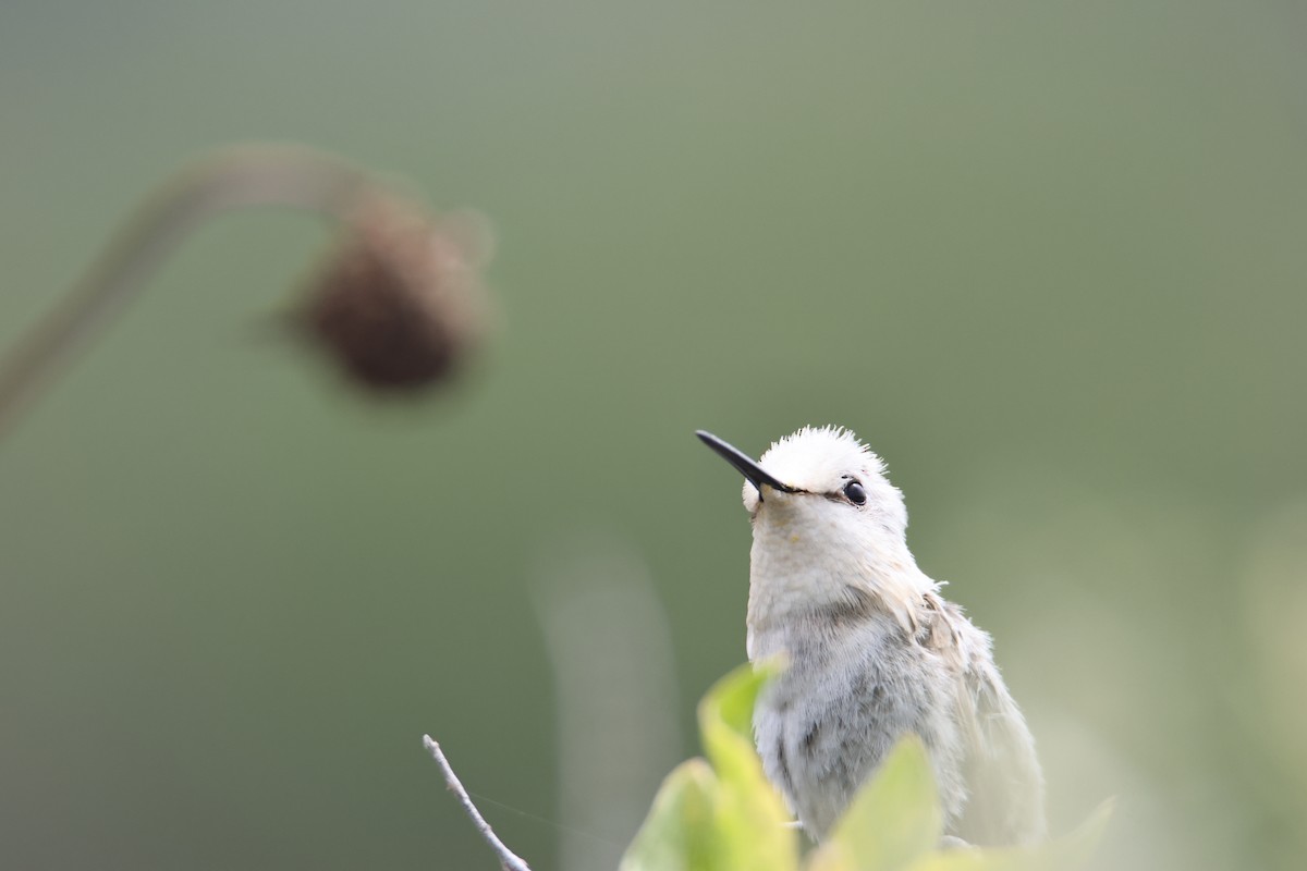 Anna's Hummingbird - ML618590542