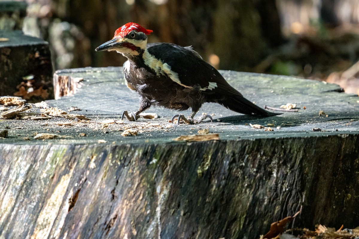 Pileated Woodpecker - ML618590581
