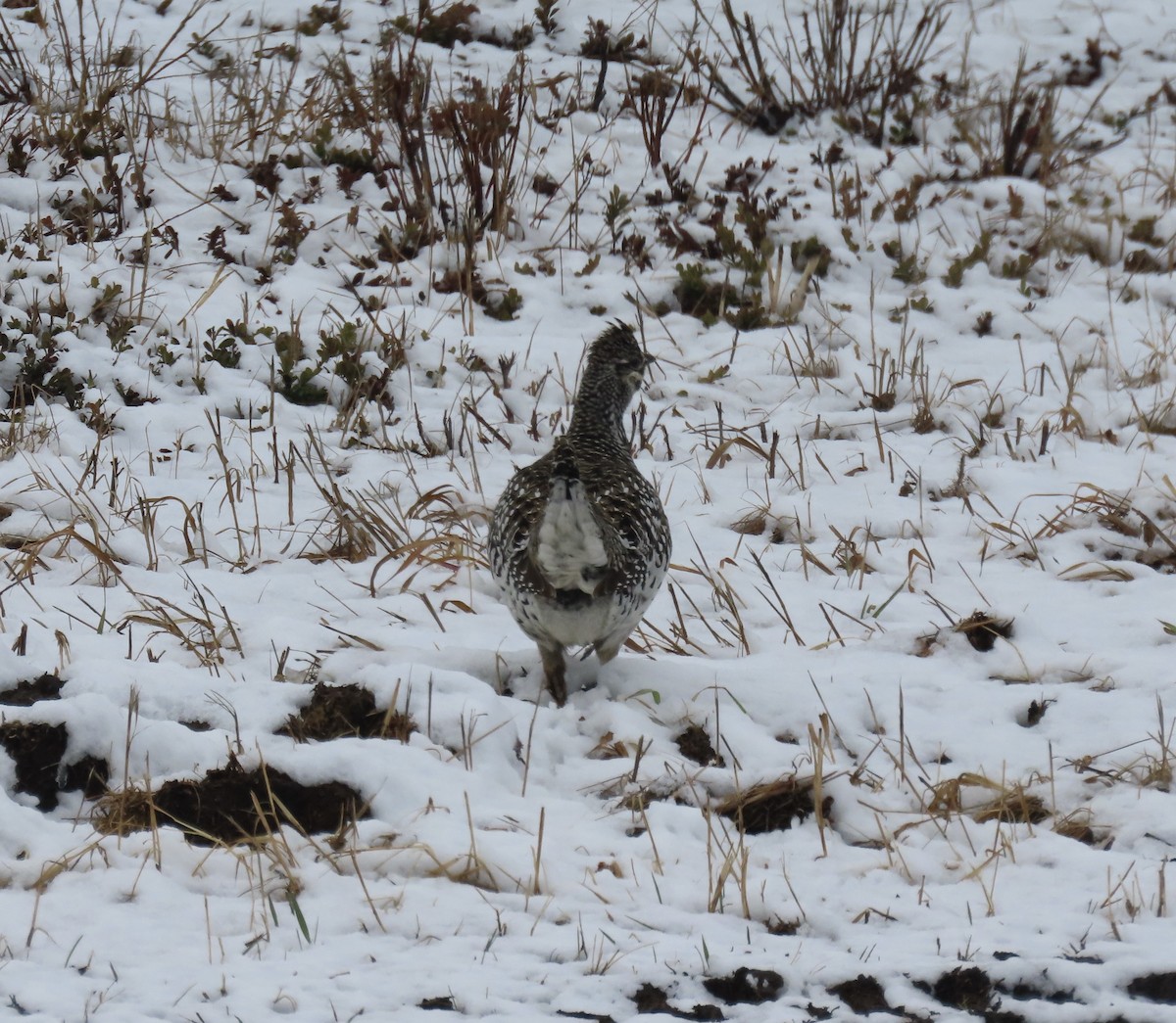 Sharp-tailed Grouse - Jeff Walters