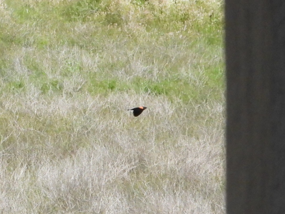 Red-winged Blackbird - ML618590598