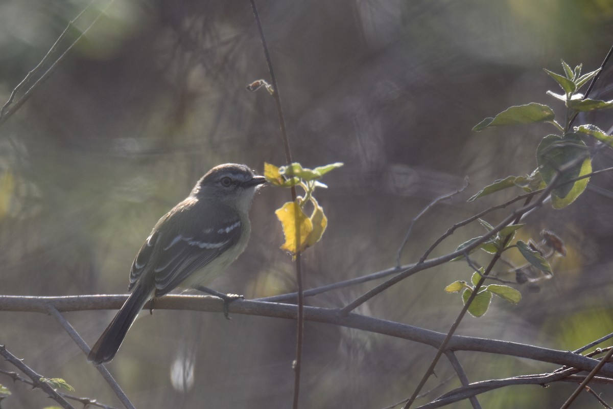 Pale-tipped Tyrannulet - ML618590621