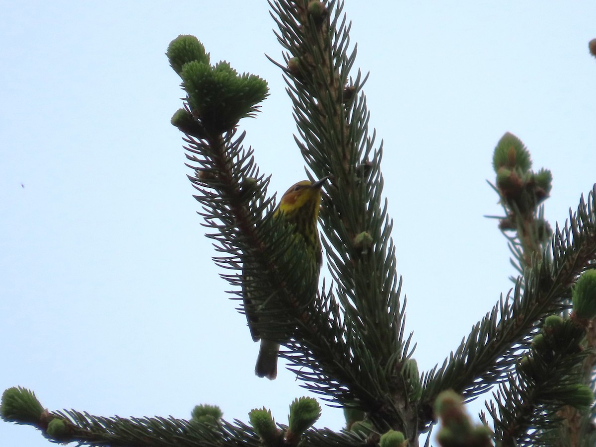 Cape May Warbler - ML618590636
