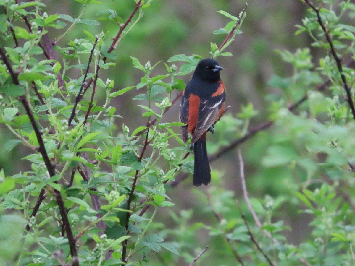 Orchard Oriole - ML618590641