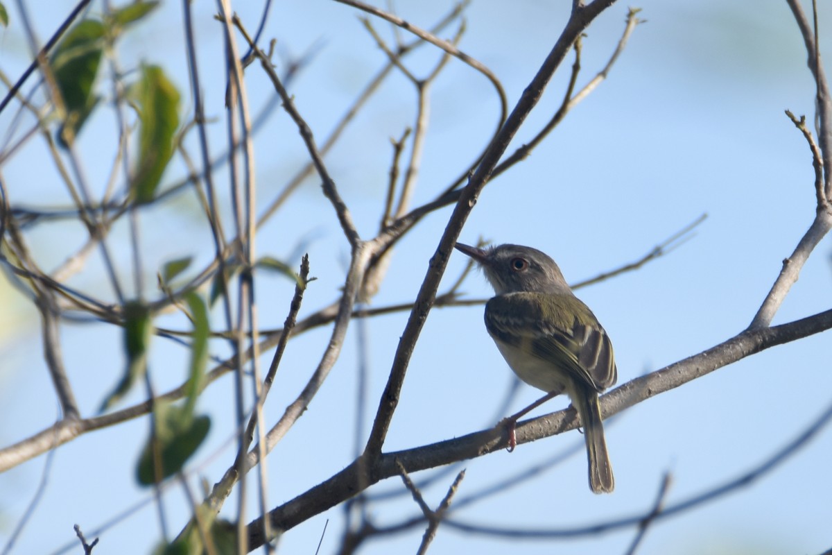 Pearly-vented Tody-Tyrant - ML618590646
