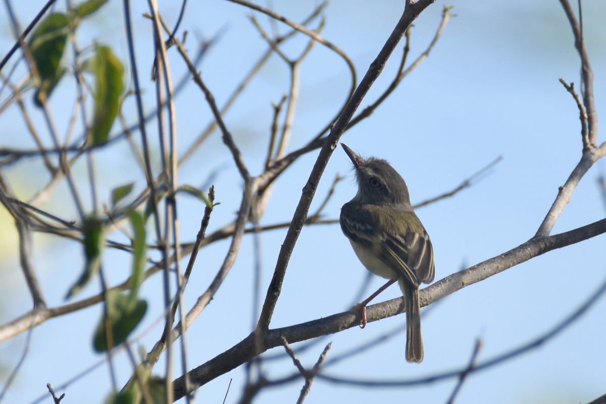 Pearly-vented Tody-Tyrant - ML618590647