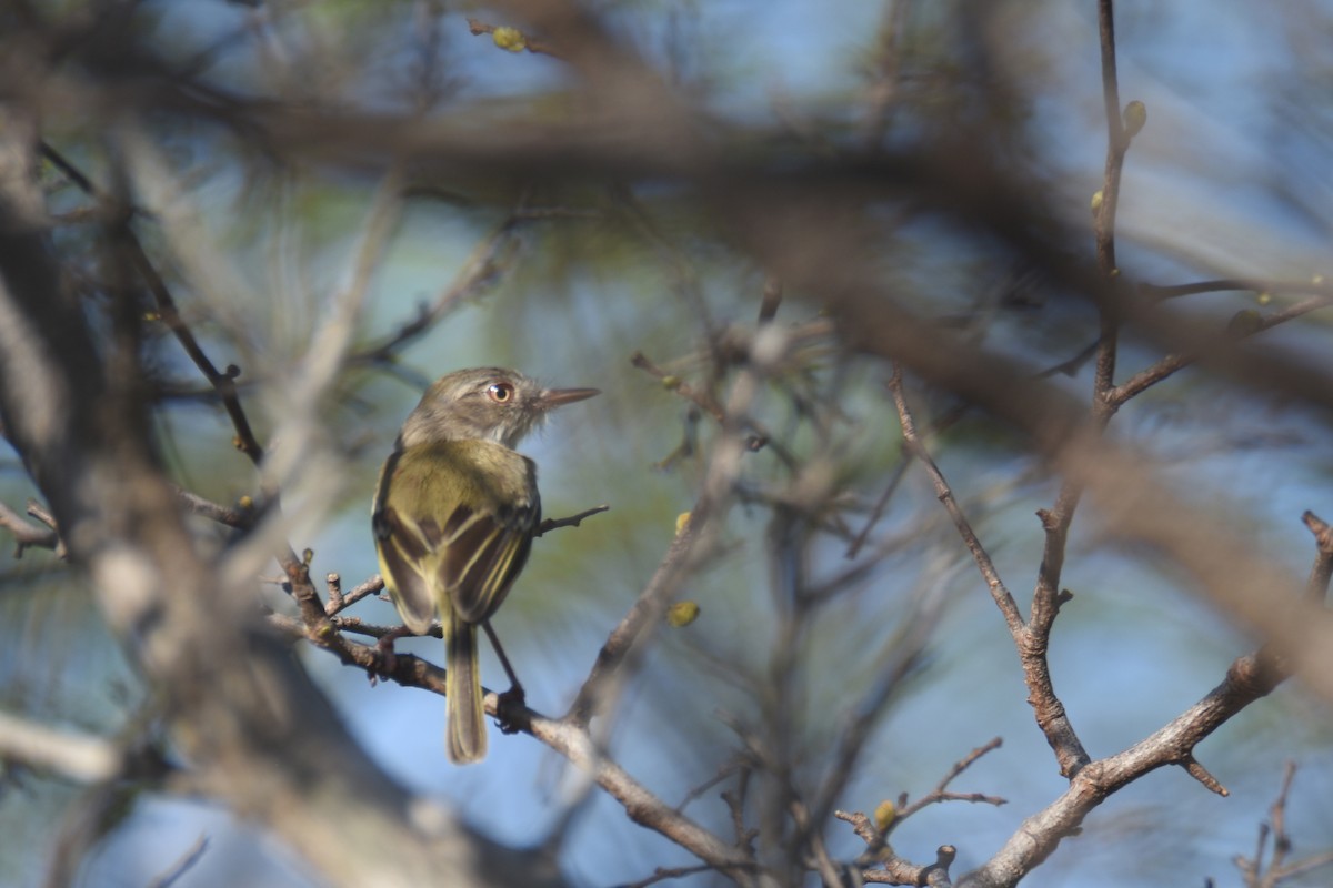 Pearly-vented Tody-Tyrant - ML618590648