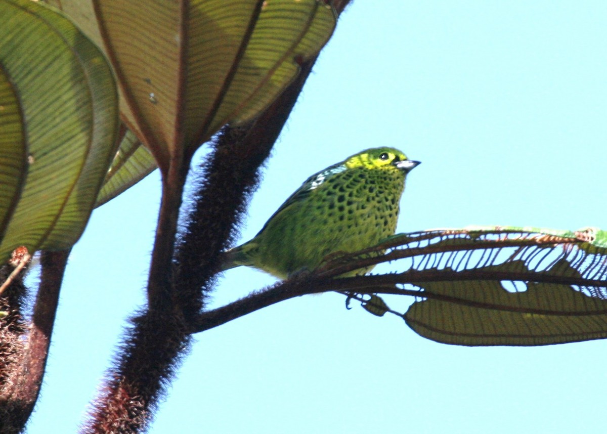 Speckled Tanager - ML618590667