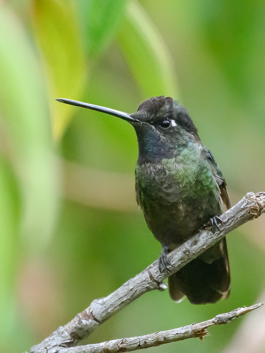 Talamanca Hummingbird - ML618590668