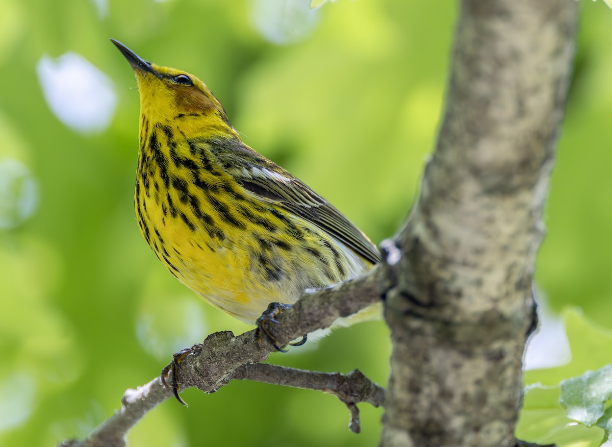 Cape May Warbler - ML618590671