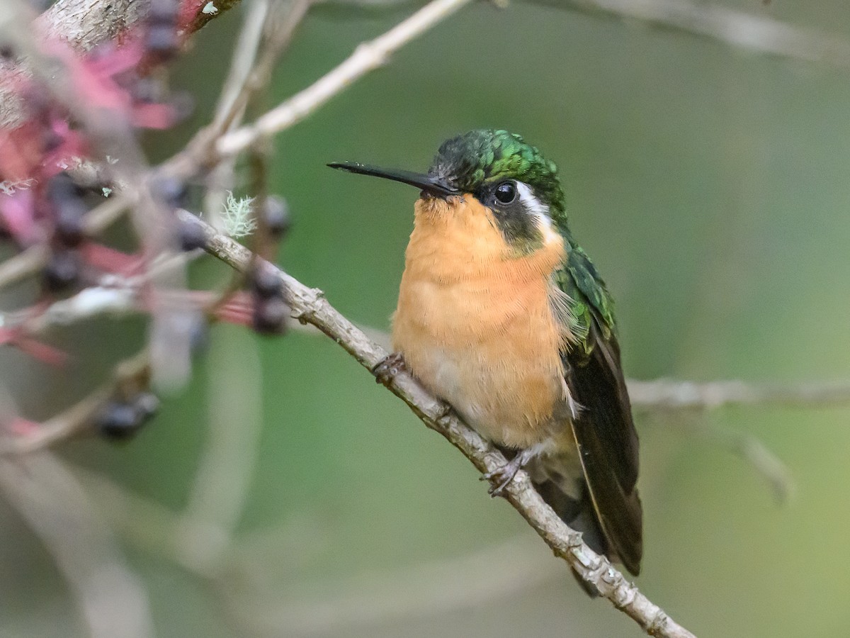 kolibřík pokřovní - ML618590691