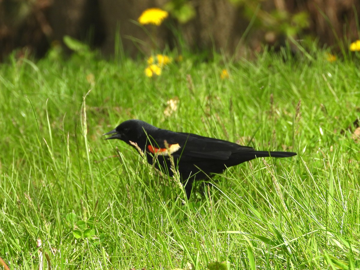 Red-winged Blackbird - George Koppel