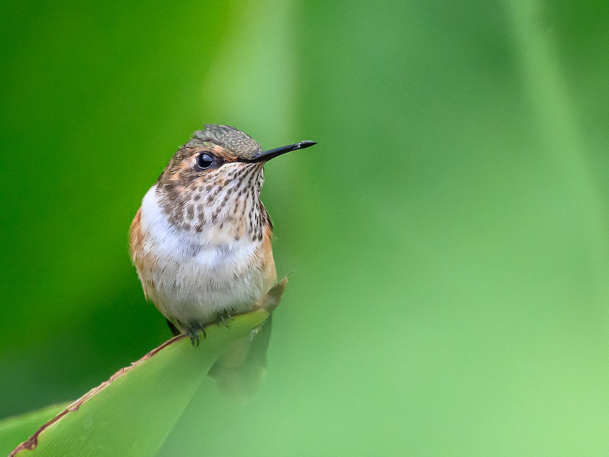 Scintillant Hummingbird - Clark Johnson