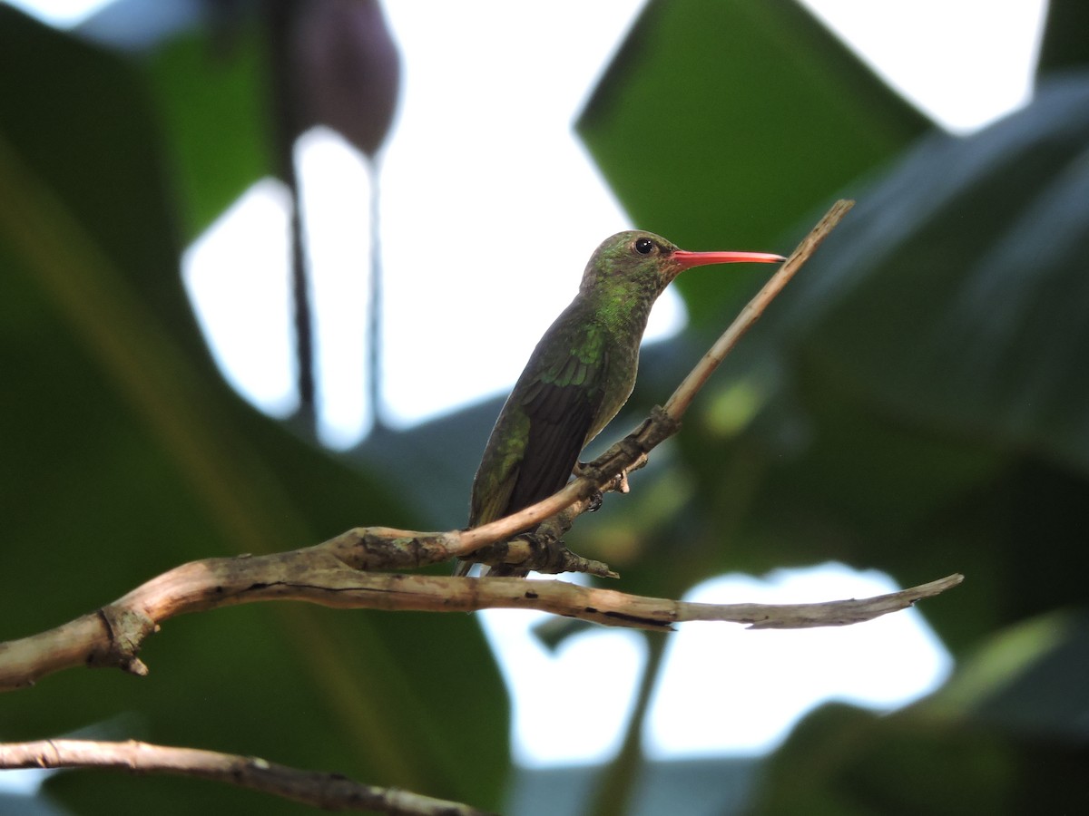 Gilded Hummingbird - ML618590723