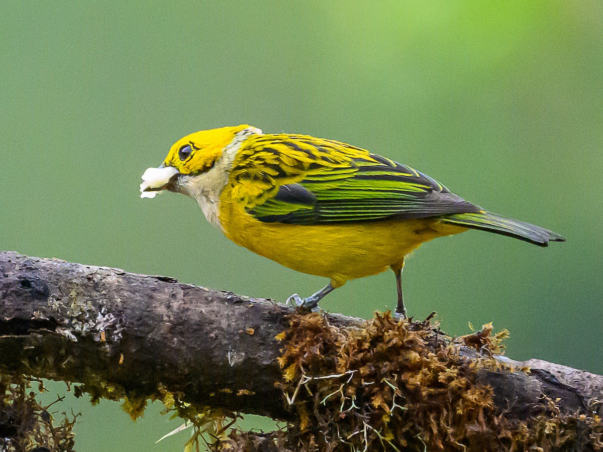 Silver-throated Tanager - ML618590824