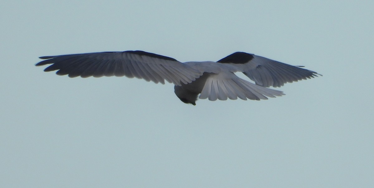 Black-shouldered Kite - ML618590835